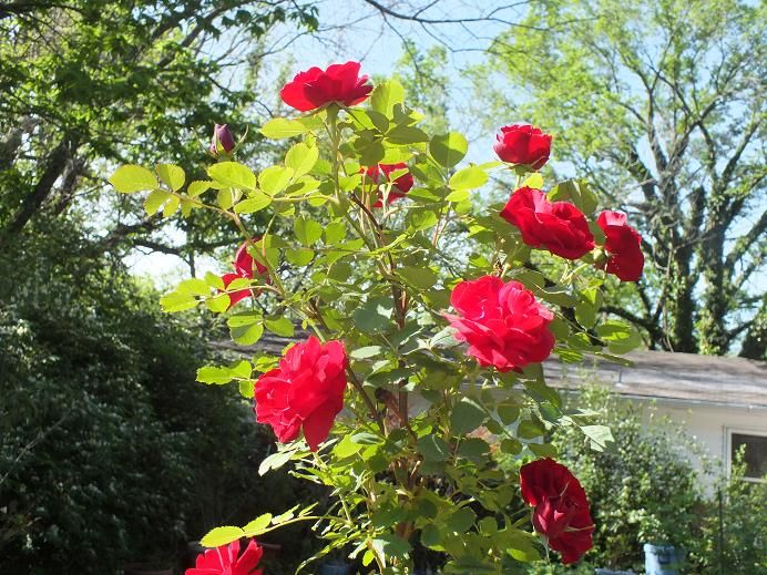  photo hopeforhumanity_zps54cf9fac.jpg